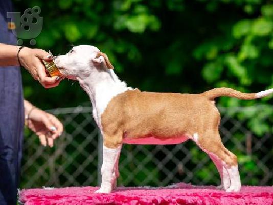 Κουτάβια American Staffordshire Terrier
